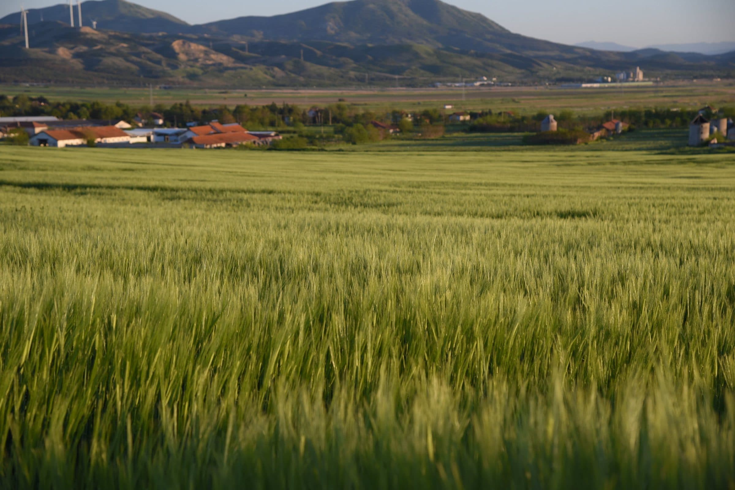 Barley field with farm buildings and hills in the distance