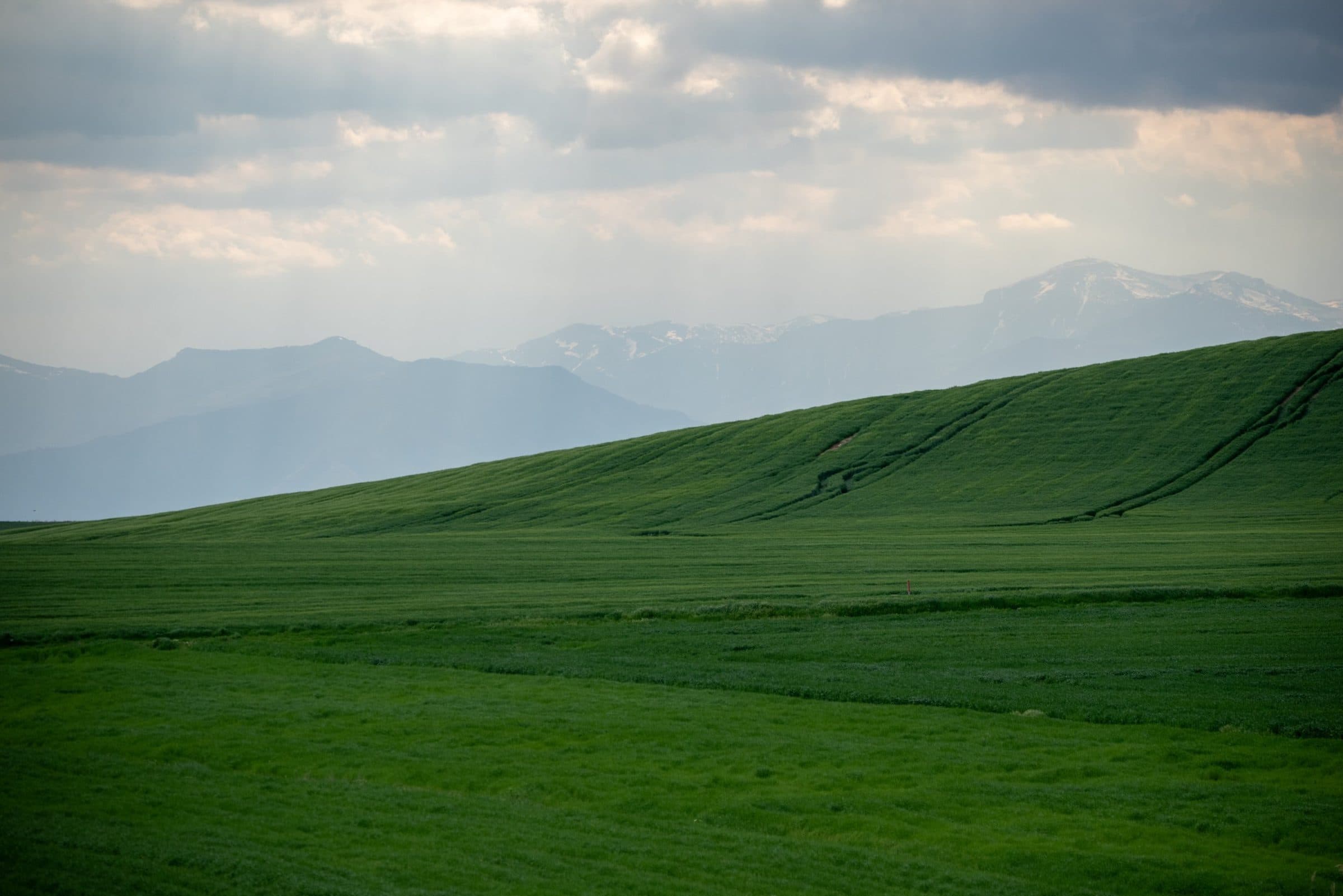 Green cereal field on a slope with mountains behind