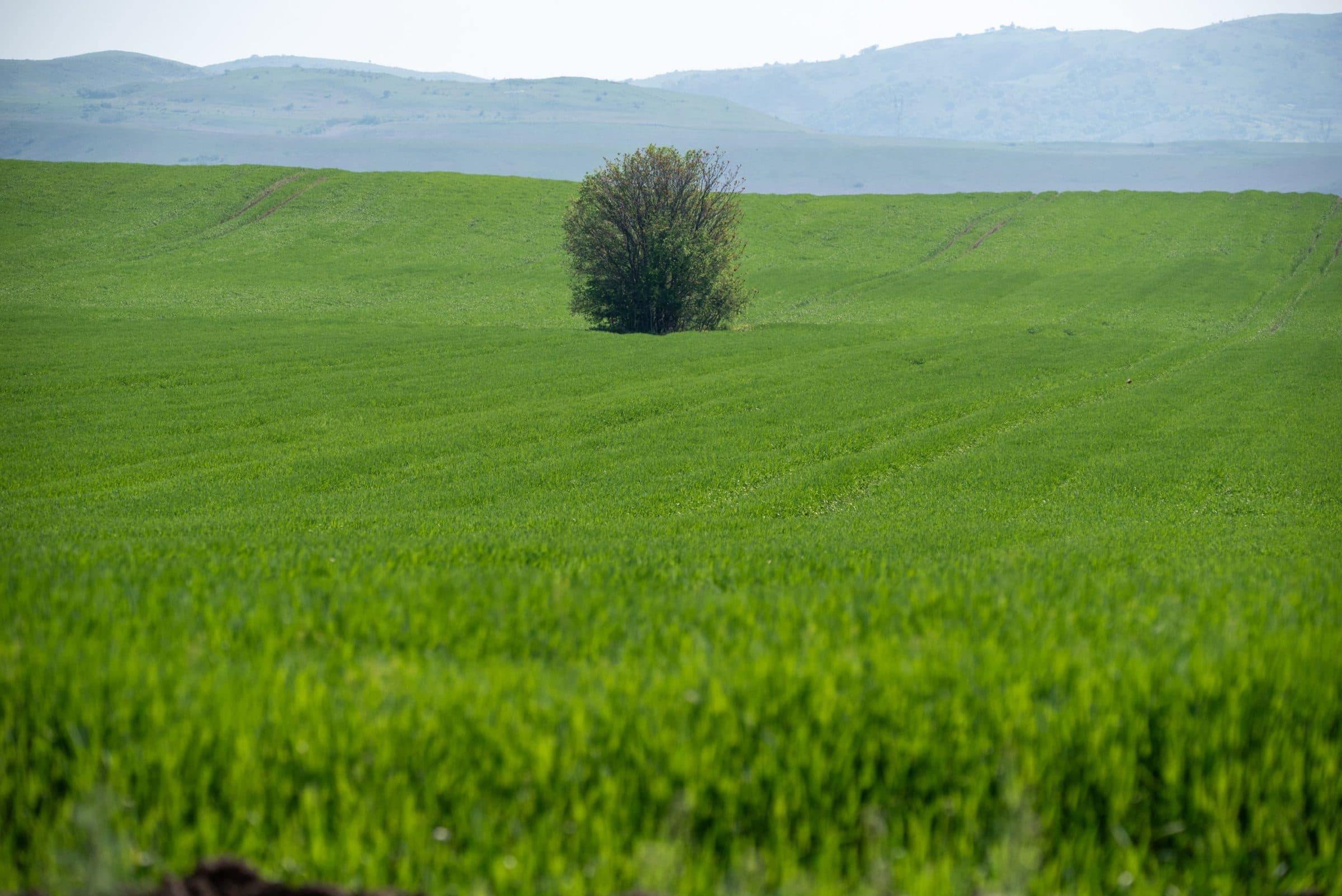 A single tree in a wide green field