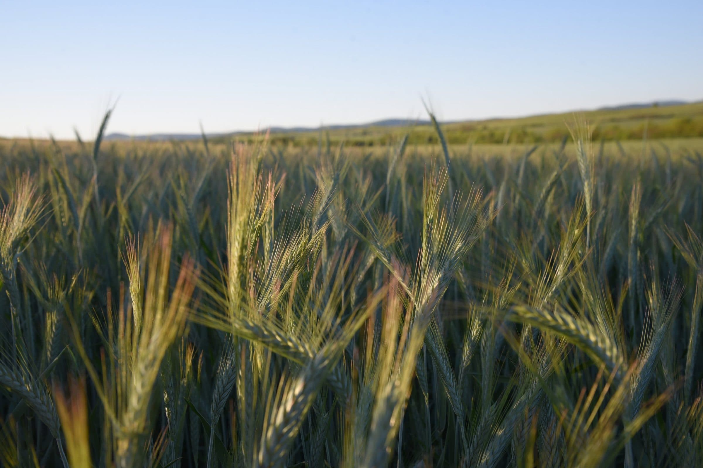 Close view of barley heads in the field