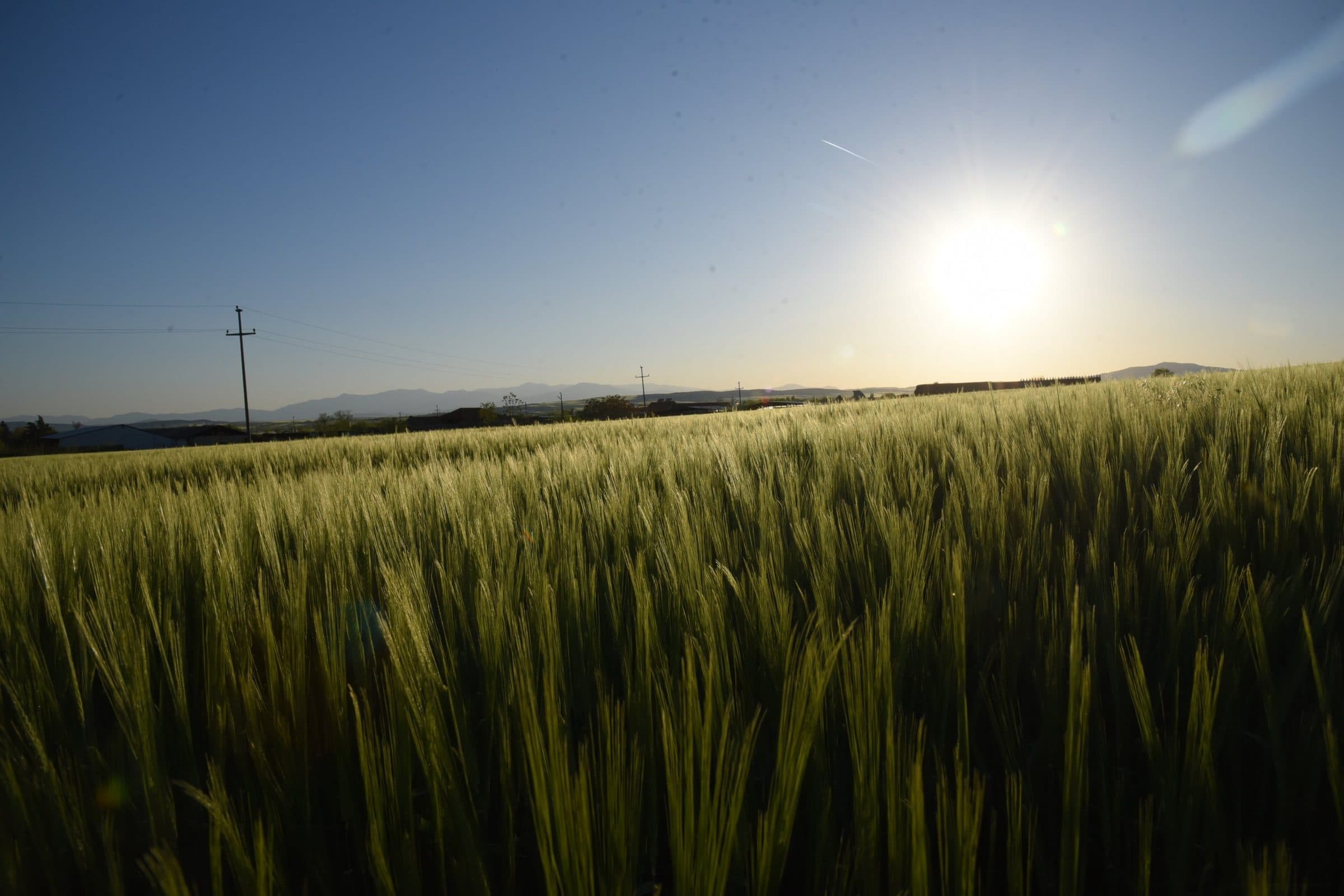 Barley field in low evening sun