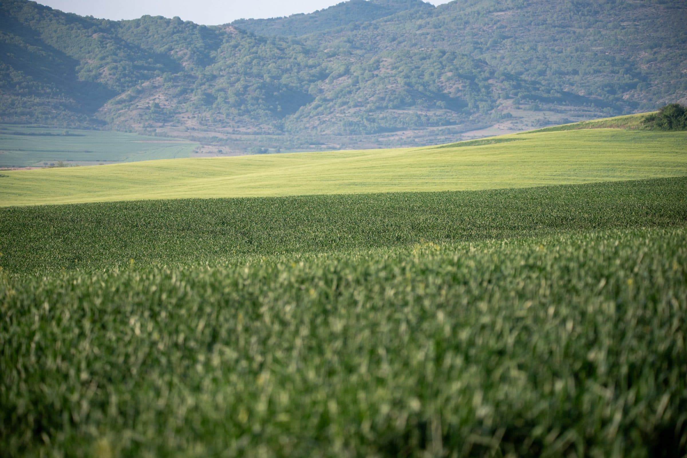 Rolling green fields of Poledelstvo Erdzelija below wooded hills